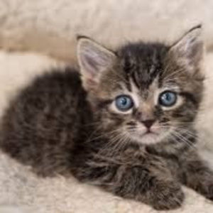 Meet your Posher, Lacey